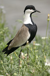 Spur-winged Lapwing   