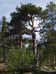 Stabbursdalen National Park    