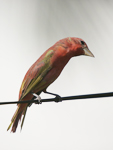 Summer Tanager    