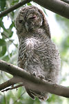 Tawny Owl   