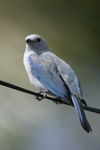 Blue-grey Tanager    