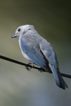 Blue-grey Tanager    Thraupis episcopus 