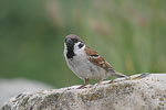 Tree Sparrow   Passer montanus