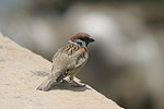 Tree Sparrow   Passer montanus