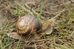 Turkish Snail   Helix lucorum