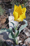     Tulipa urumoffii