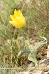 Urumov`s Tulip   Tulipa urumoffii