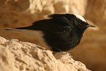 White-crowned Wheatear   