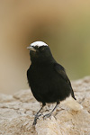 White-crowned Wheatear   