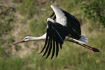 White Stork   