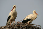White Stork   