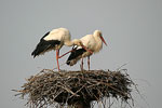 White Stork   Ciconia ciconia