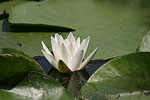 White Water-lily   Nymphaea alba
