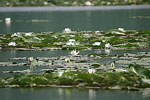 White Water-lily   
