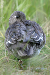 Eurasian Wigeon    