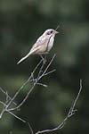 Woodchat Shrike   