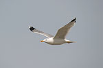 Yellow-legged Gull   Larus cachinnans michahellis
