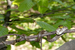Aesculapian Snake    Zamenis longissimus