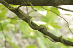 Aesculapian Snake    