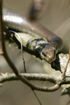 Aesculapian Snake    